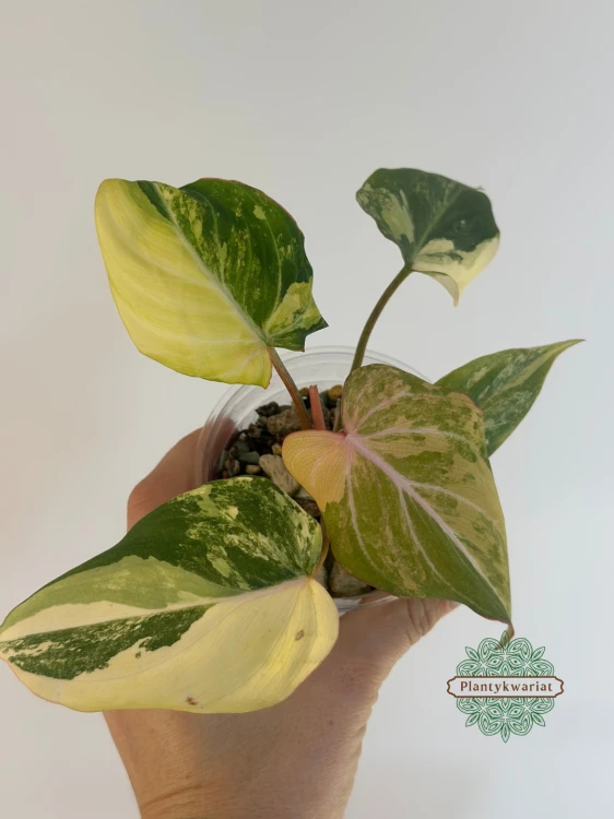 Philodendron Gloriosum Tricolor