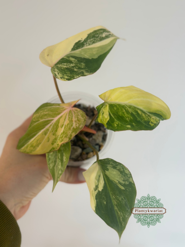 Philodendron Gloriosum Variegata