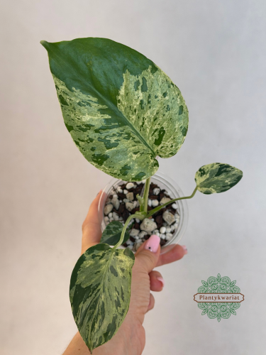 Monstera Bulbasaur Variegata