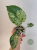 Monstera Bulbasaur Variegata