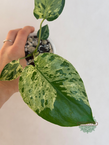 Bulbasaur Monstera