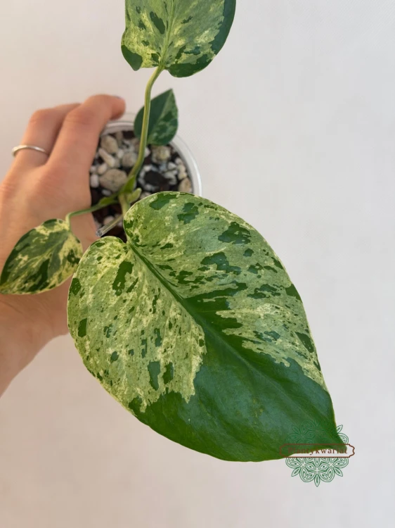 Bulbasaur Monstera