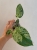 Monstera deliciosa Bulbasaur