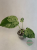 monstera variegata