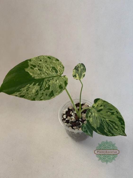 monstera variegata