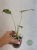 monstera kolekcjonerska