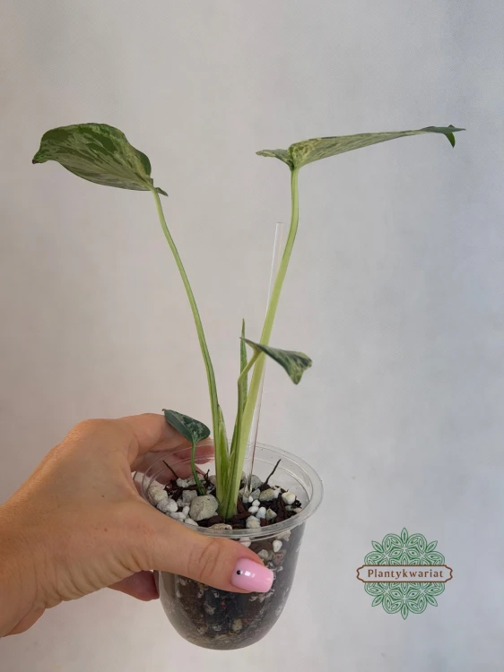 monstera kolekcjonerska