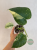 Monstera deliciosa Mint Variegata