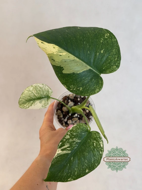 Monstera deliciosa Mint Variegata