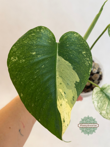 Monstera Mint