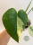 Monstera Mint