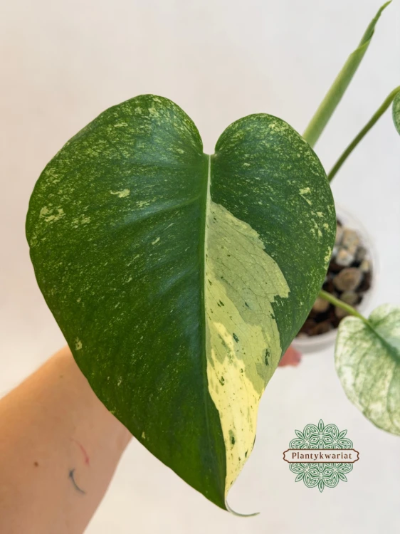 Monstera Mint