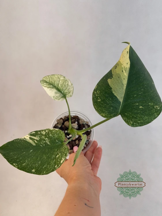 Monstera deliciosa Mint