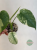 monstera variegata mint