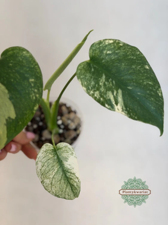 monstera variegata mint