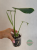 monstera kolekcjonerska