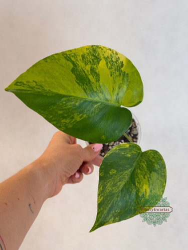 Monstera deliciosa Aurea