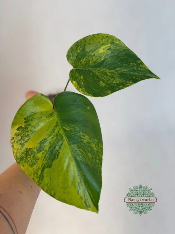 Monstera deliciosa Aurea
