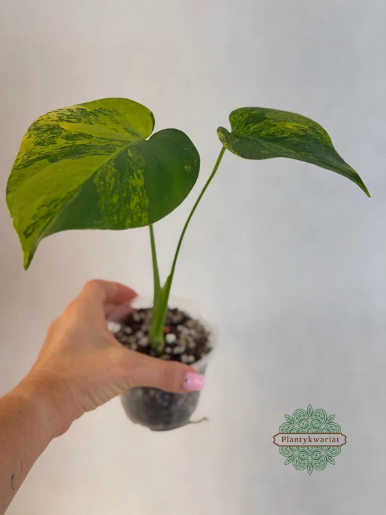 Monstera deliciosa Aurea