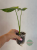 monstera żółta variegata