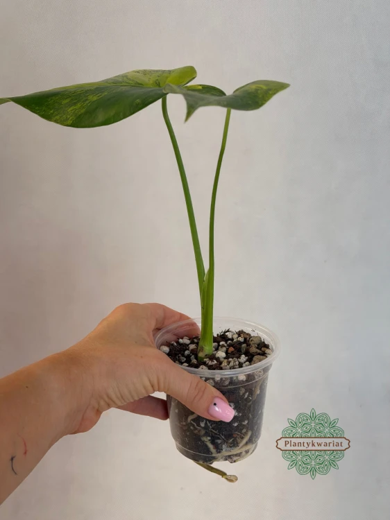 monstera żółta variegata
