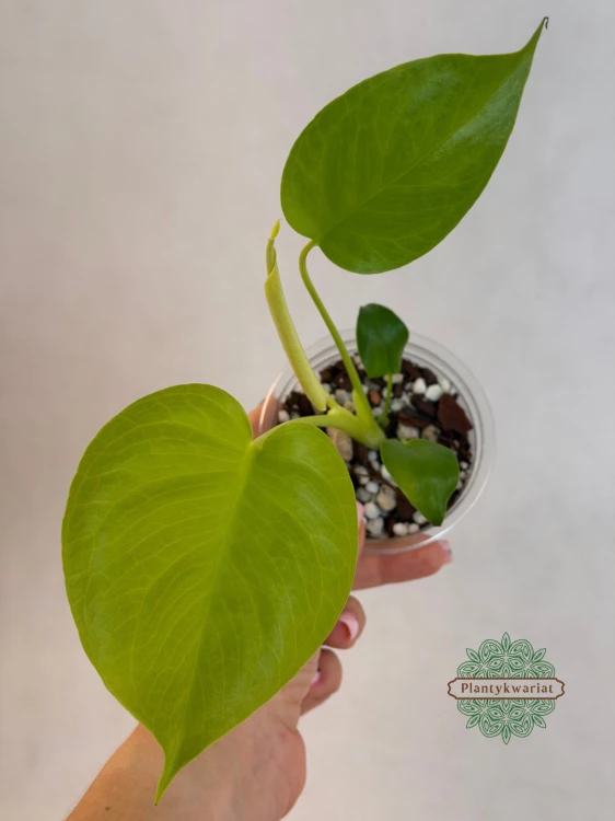 Monstera Lime