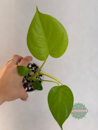 limonkowa monstera