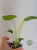 Monstera deliciosa limonkowa
