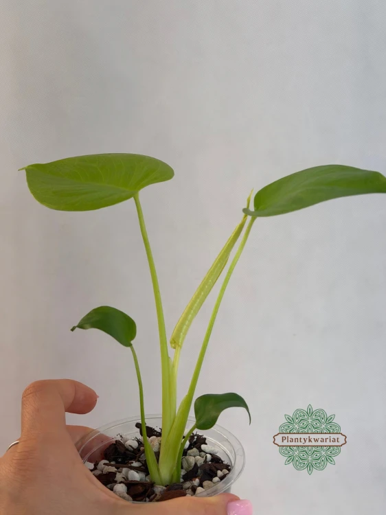 Monstera deliciosa limonkowa