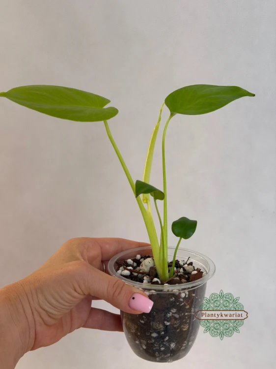 monstera kolekcjonerska