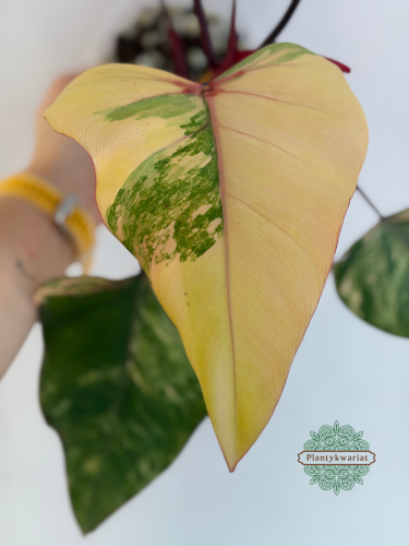 Philodendron Strawberry Shake Variegata