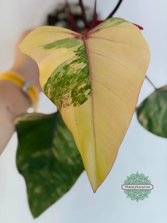 Philodendron Strawberry Shake Variegata