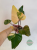 Filodendron Strawberry Shake