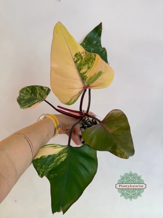 Filodendron Strawberry Shake