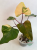 Strawberry Shake Philodendron
