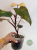 Philodendron variegata