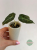 Black Velvet Gold Variegata