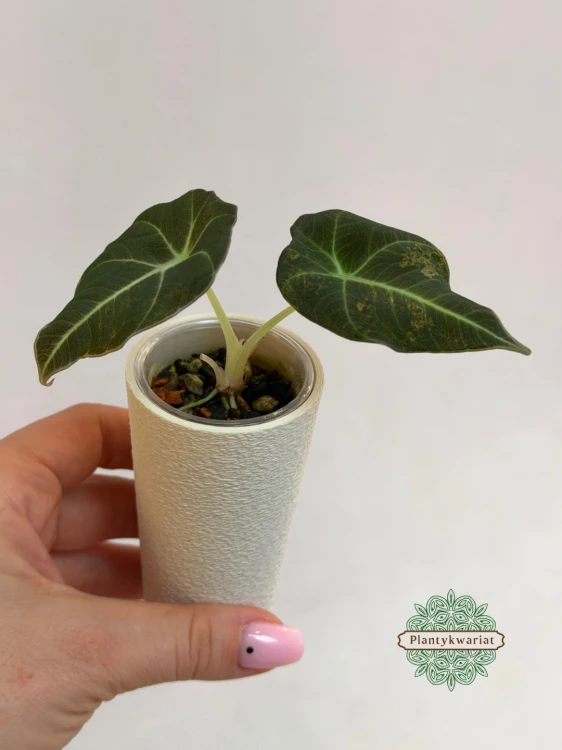 Black Velvet Gold Variegata