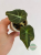Alocasia Gold Variegata