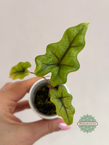 Jacklyn Aurea Variegata