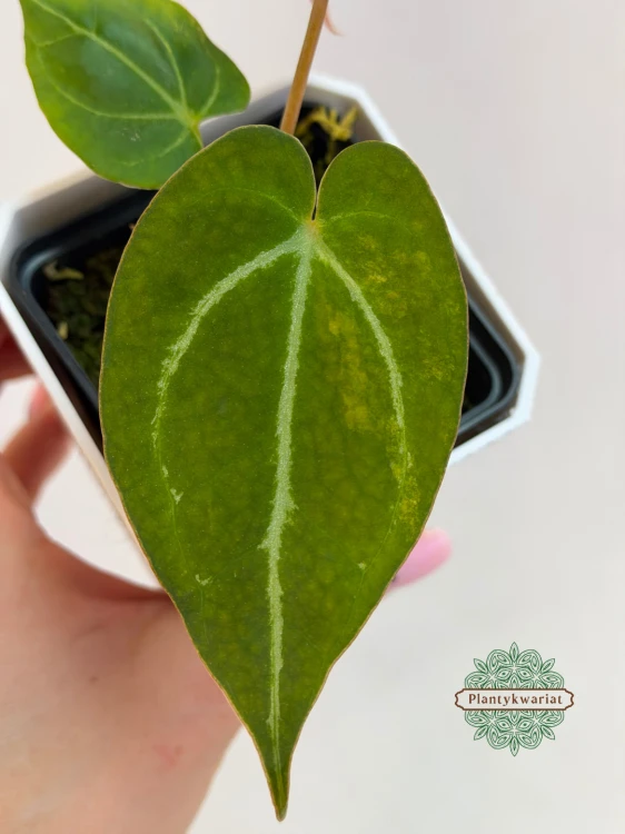 Anthurium Papillilaminum × Magnificum Variegata