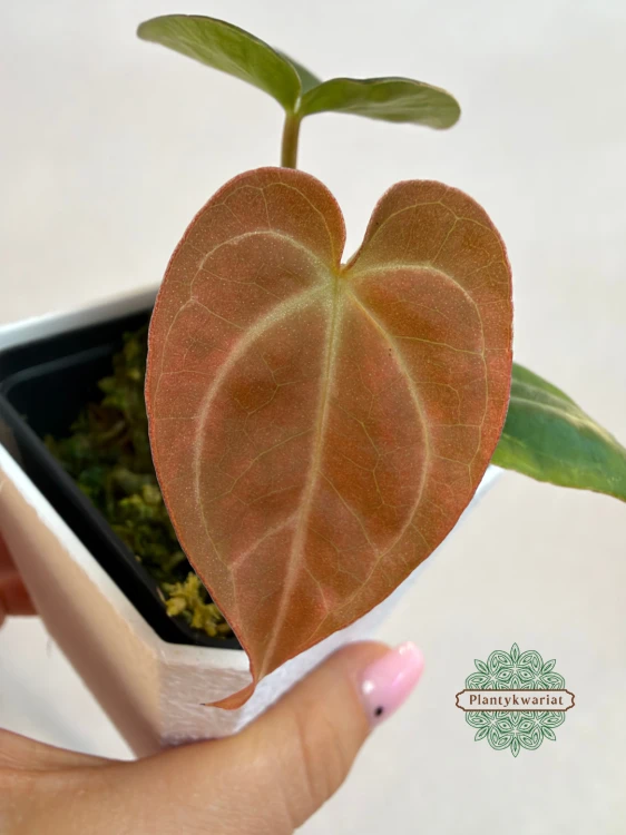 Anthurium Papillilaminum × Magnificum Variegata