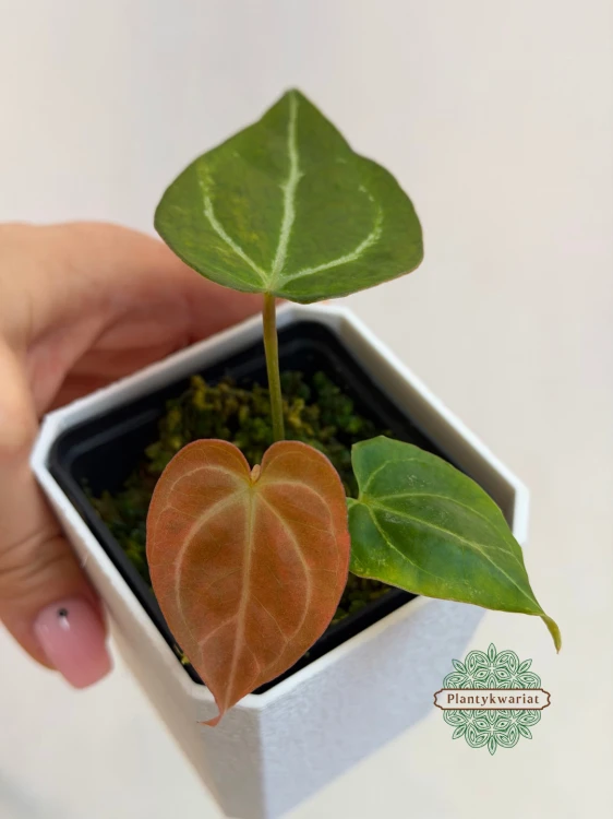 Anthurium Papillilaminum × Magnificum Variegata