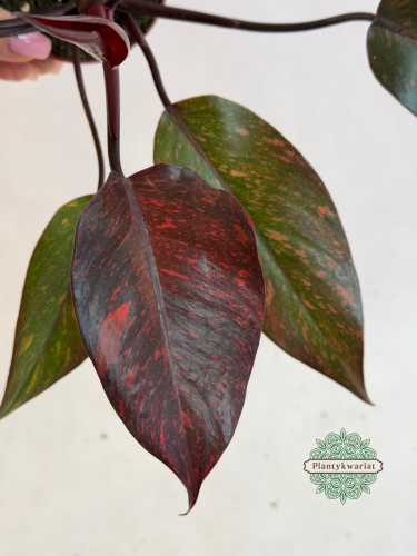 Philodendron Orange Princess Galaxy Variegata