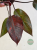 Philodendron Orange Princess Galaxy Variegata