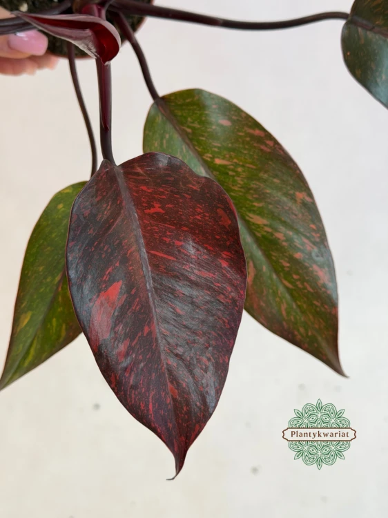 Philodendron Orange Princess Galaxy Variegata
