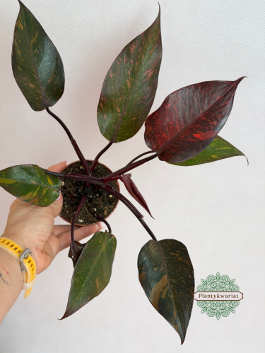 Philodendron Orange Princess Galaxy Variegata