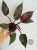 Philodendron Orange Princess Galaxy Variegata