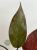 Philodendron Orange Princess Galaxy Variegata