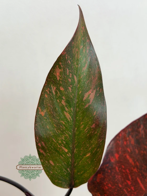Philodendron Orange Princess Galaxy Variegata